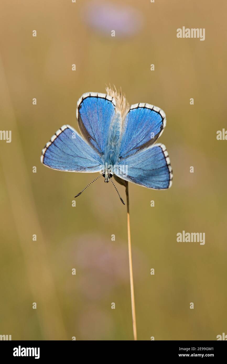 Männlicher Adonis Blue Butterfly, Polyommatus bellargus, in Ruhe auf Grasstamm bei Lardon Chase, Berkshire, 1st. August 2019. Stockfoto
