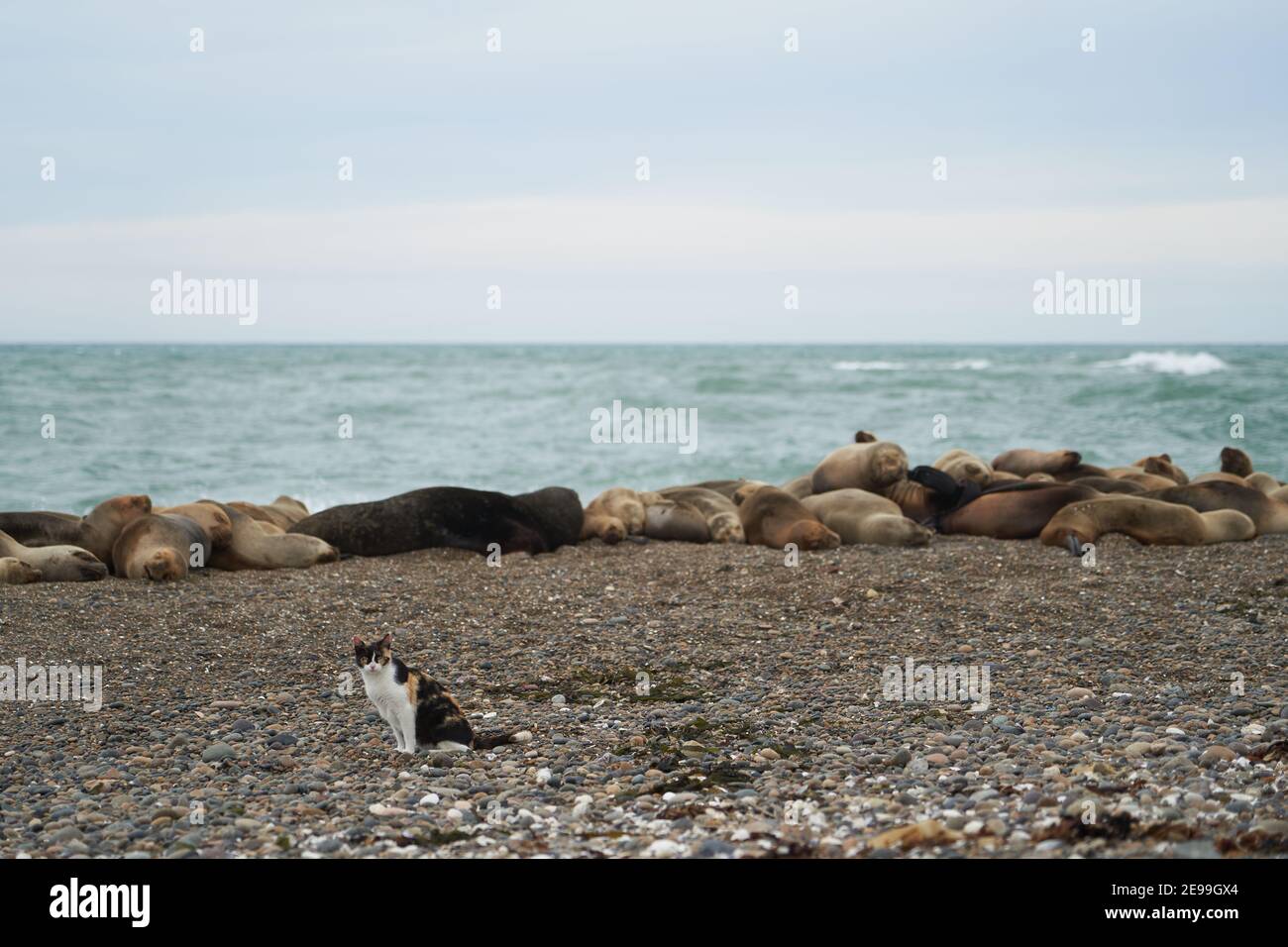 Eine böse Katze, die vor einer Gruppe von Robben sitzt, die an einem felsigen Strand an der Küste Patagoniens in Argentinien rasten und Angst und Unruhe stifteten Stockfoto