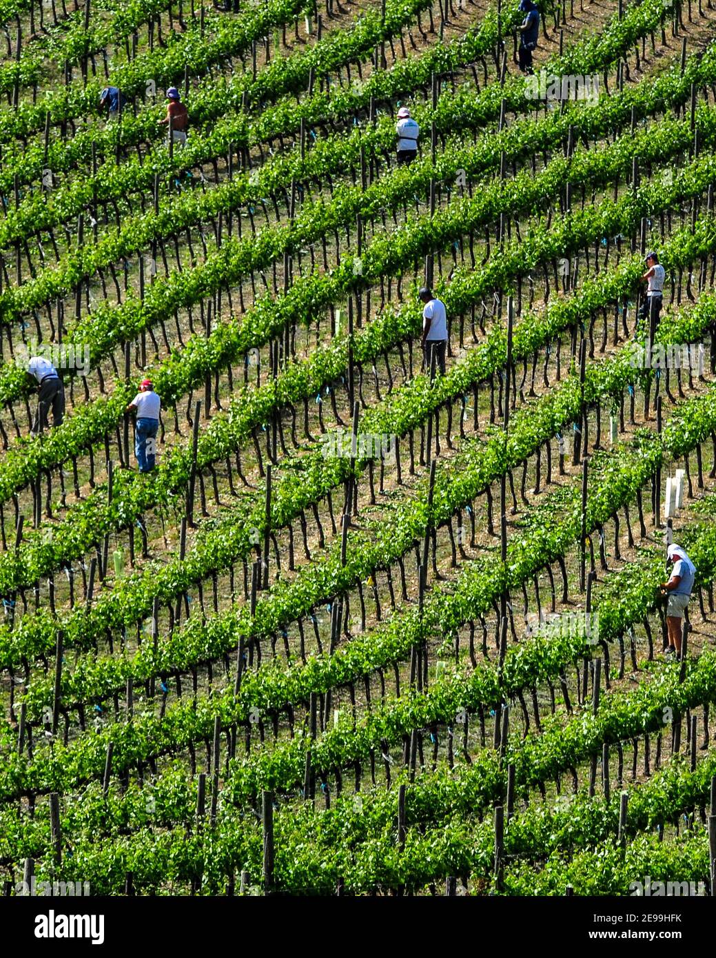 Steile Weinberge in der Region Marken, Italien Stockfoto