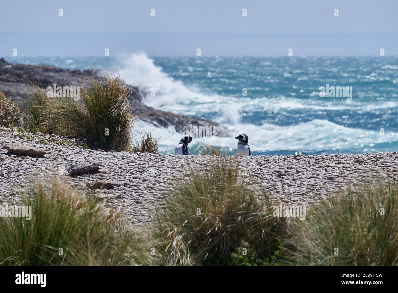 Spheniscus magellanicus, Magellanic Pinguine am cabo dos bahias in Patagonien Argentinien nWalking über den Strand mit großen Wellen im Hintergrund cr Stockfoto