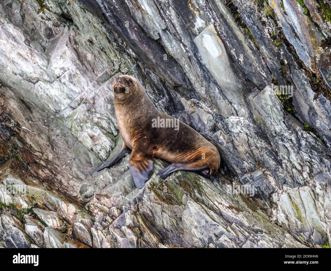 Pelzrobbe auf felsiger Insel in der Region Magallanes y de la Antártica Chilena, Patagonien, Chile Stockfoto