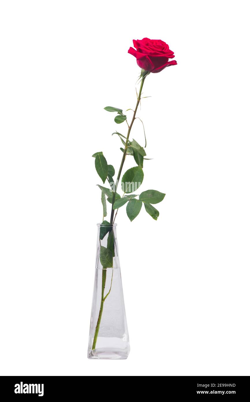 Eine lange rote Rose in einer transparenten Vase isoliert darüber Weißer Hintergrund Stockfoto