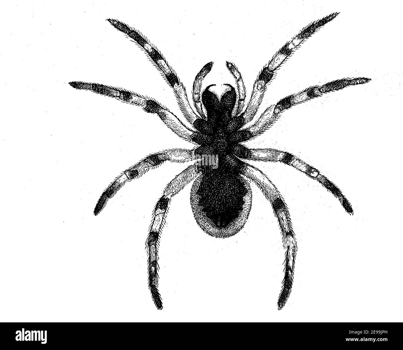 Hogna radiata, Arten von Wolfsspinne, unten, Illustration von 1890 / Schwarzbäuchige Tarantel, Hogna radiata, Webspinne aus der Familie der Wolfsspinnen, Unterseite, Illustration aus 1890, Historisch, historisch, digital verbesserte Reproduktion eines Originals aus dem 19th. Jahrhundert / digitale Reproduktion einer Originalvorlage aus dem 19. Jahrhundert Stockfoto