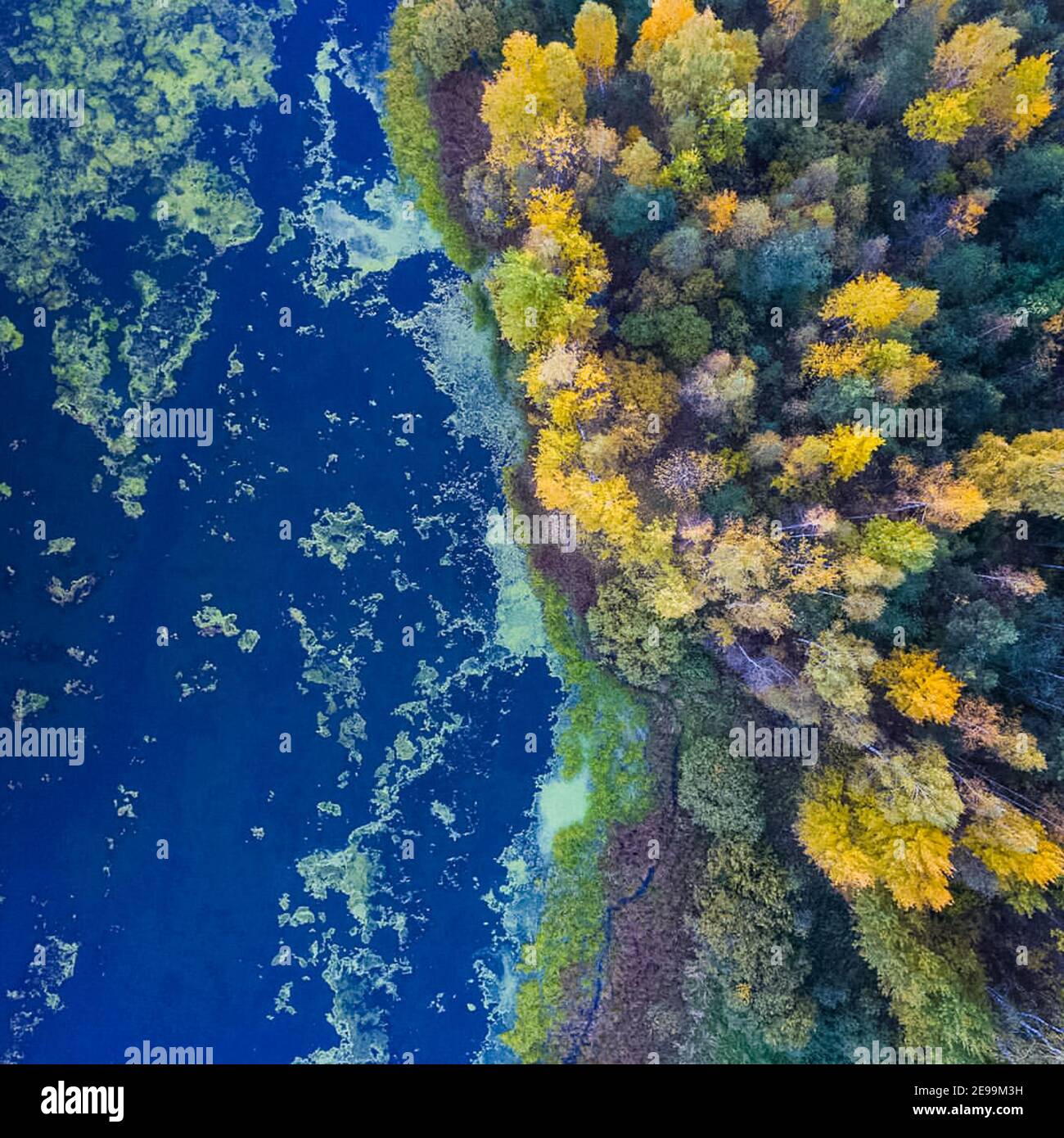 Gelbe Blätter auf den Bäumen, das Flussufer im Herbst. Stockfoto