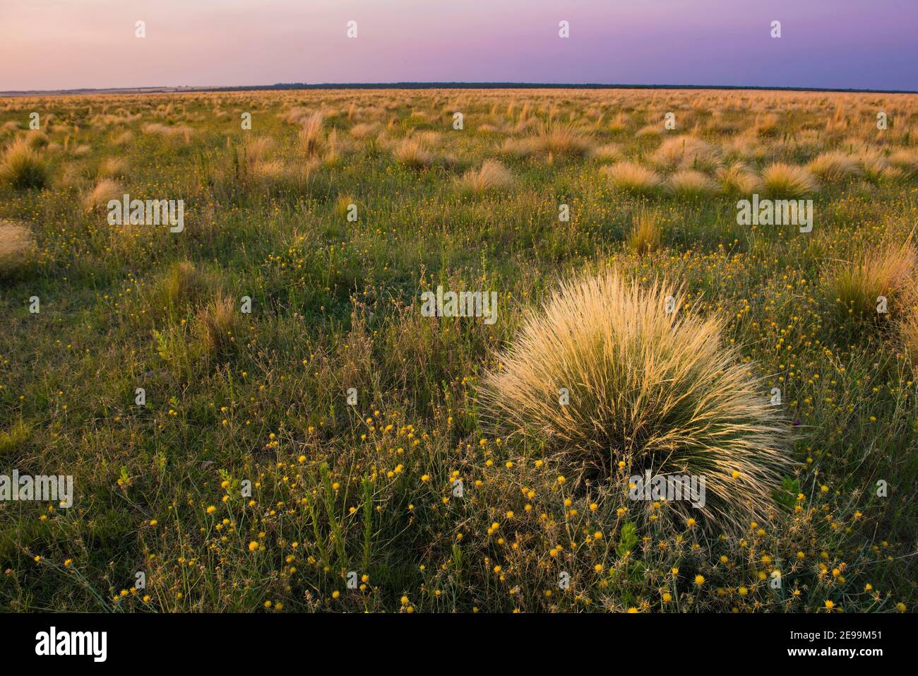 Pampas Gras Umwelt in Pampas Ebene, La Pampa Provinz, Patagonien, Argentinien. Stockfoto