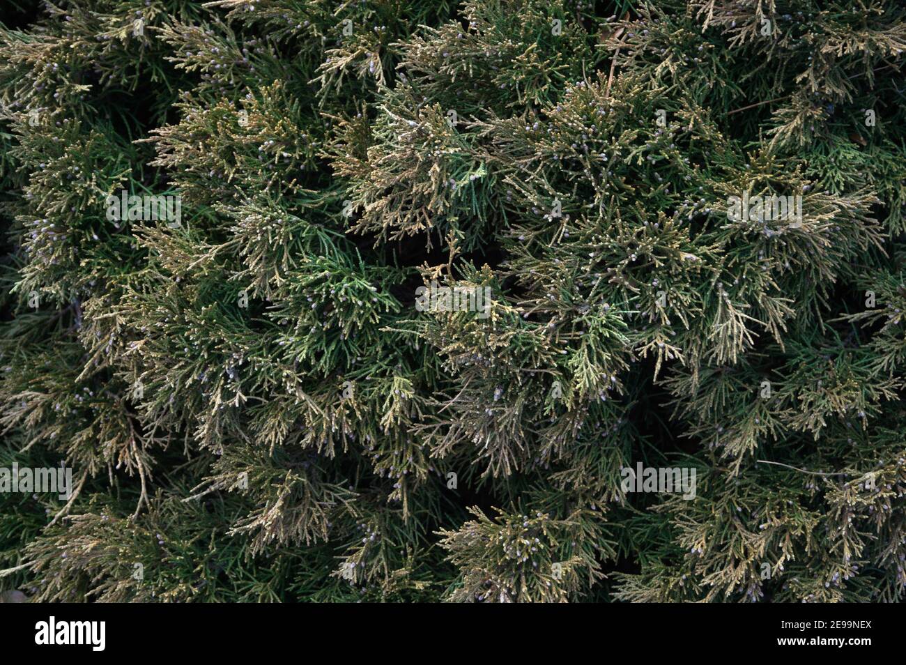 Die spiky Textur eines Evergreen Busches füllt den Rahmen eines breiten Overhead-Fotos. Stockfoto