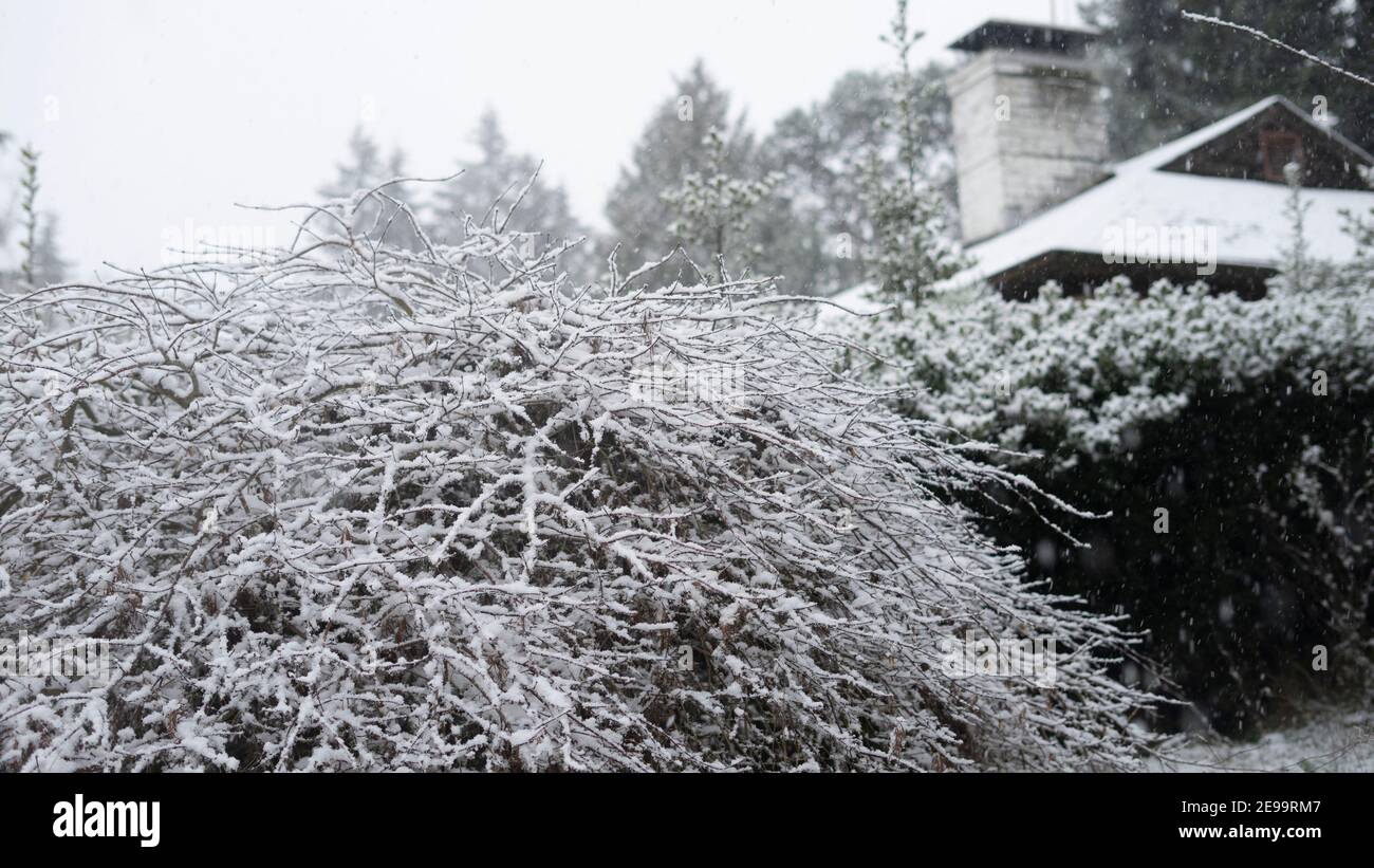Ein Busch und Hecke bedeckt mit neblig weißem Schnee; aufgenommen in einem Vorort im Winter. Stockfoto