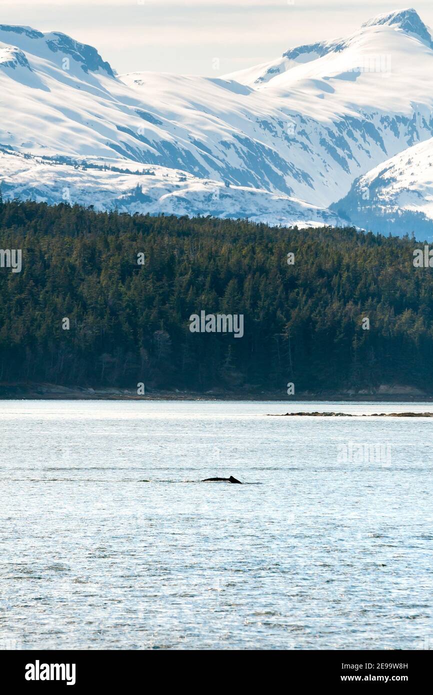 Landschaftlich schöner Blick auf die Küste Alaskas mit schneebedeckten Bergen, immergrünen Wäldern und einem Buckelwal Stockfoto