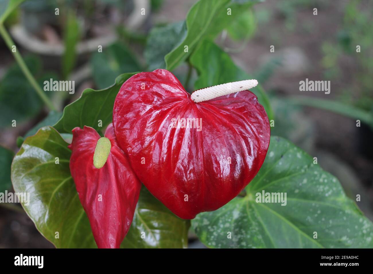 Nahaufnahme einer dunkelroten Anthuriumblume Stockfoto