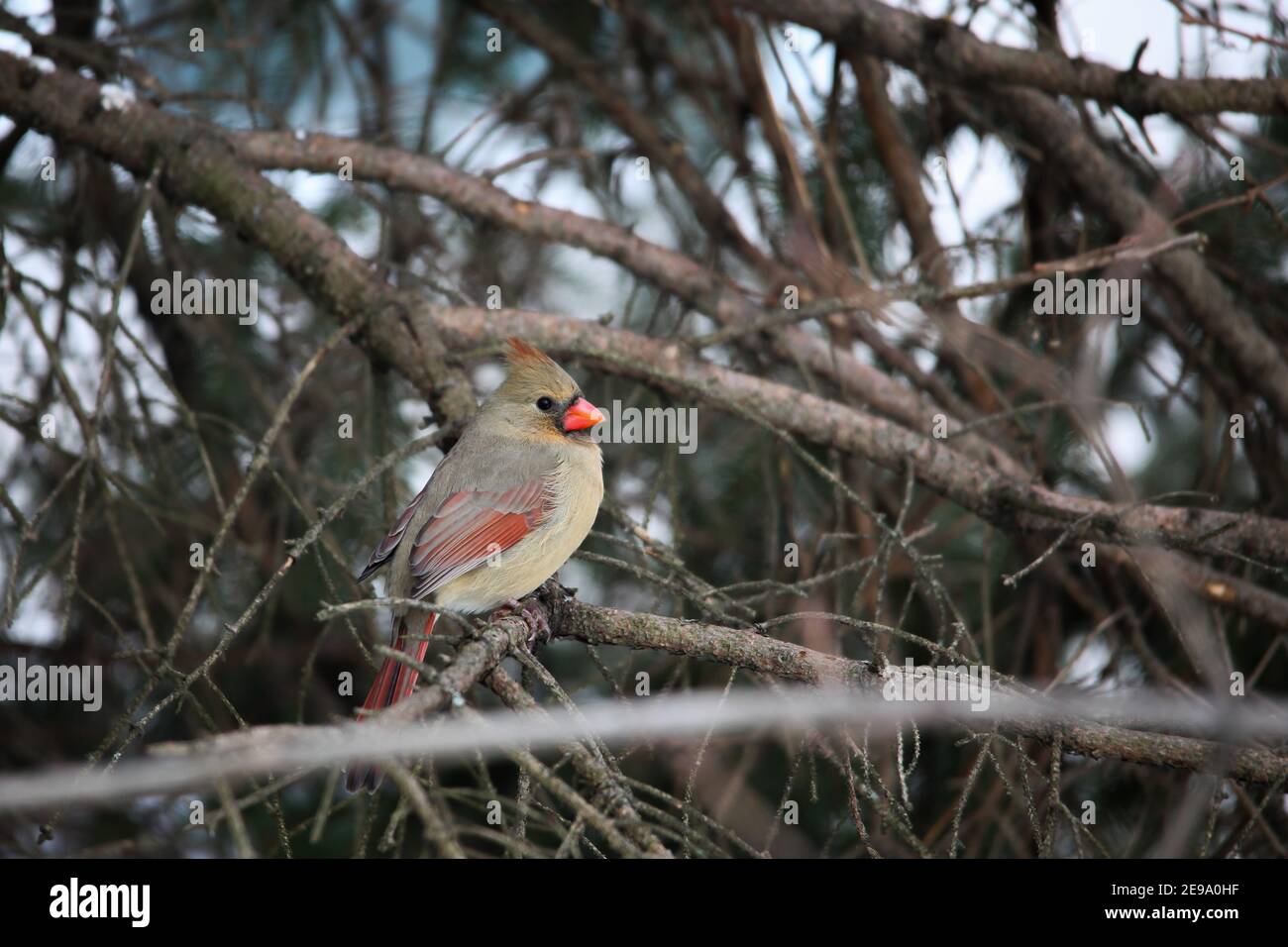 Cardinal weibliche Vogel sitzt auf Baum Ast draußen Stockfoto