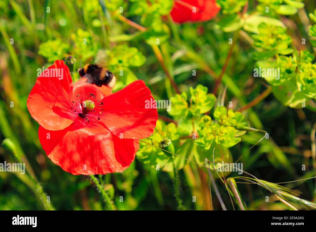 Hummel auf Mohn an schönen Sommertag, englische Landschaft, Kent, Großbritannien Stockfoto