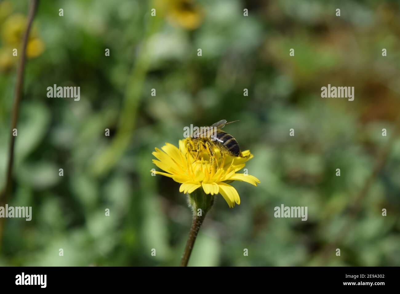 Biene auf einem gelben Löwenzahn auf der Wiese Stockfoto