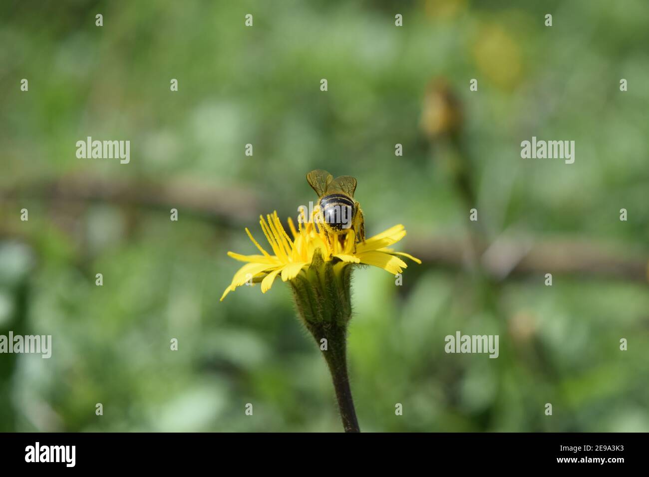 Biene auf einem gelben Löwenzahn auf der Wiese Stockfoto