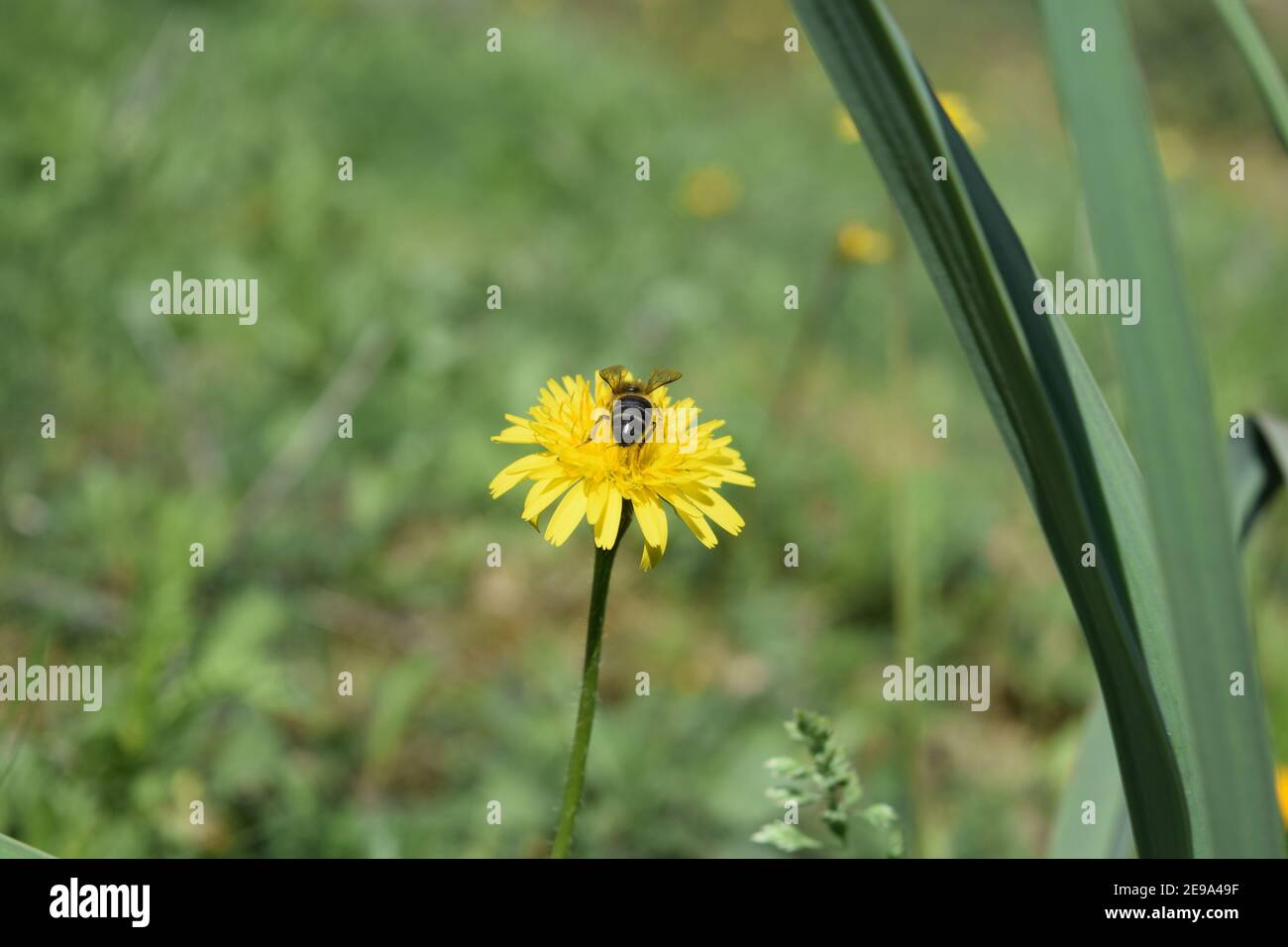 Biene auf einem gelben Löwenzahn auf der Wiese Stockfoto