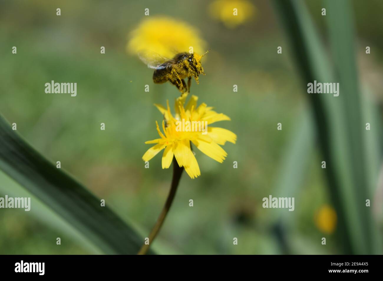 Biene auf einem gelben Löwenzahn auf der Wiese Stockfoto