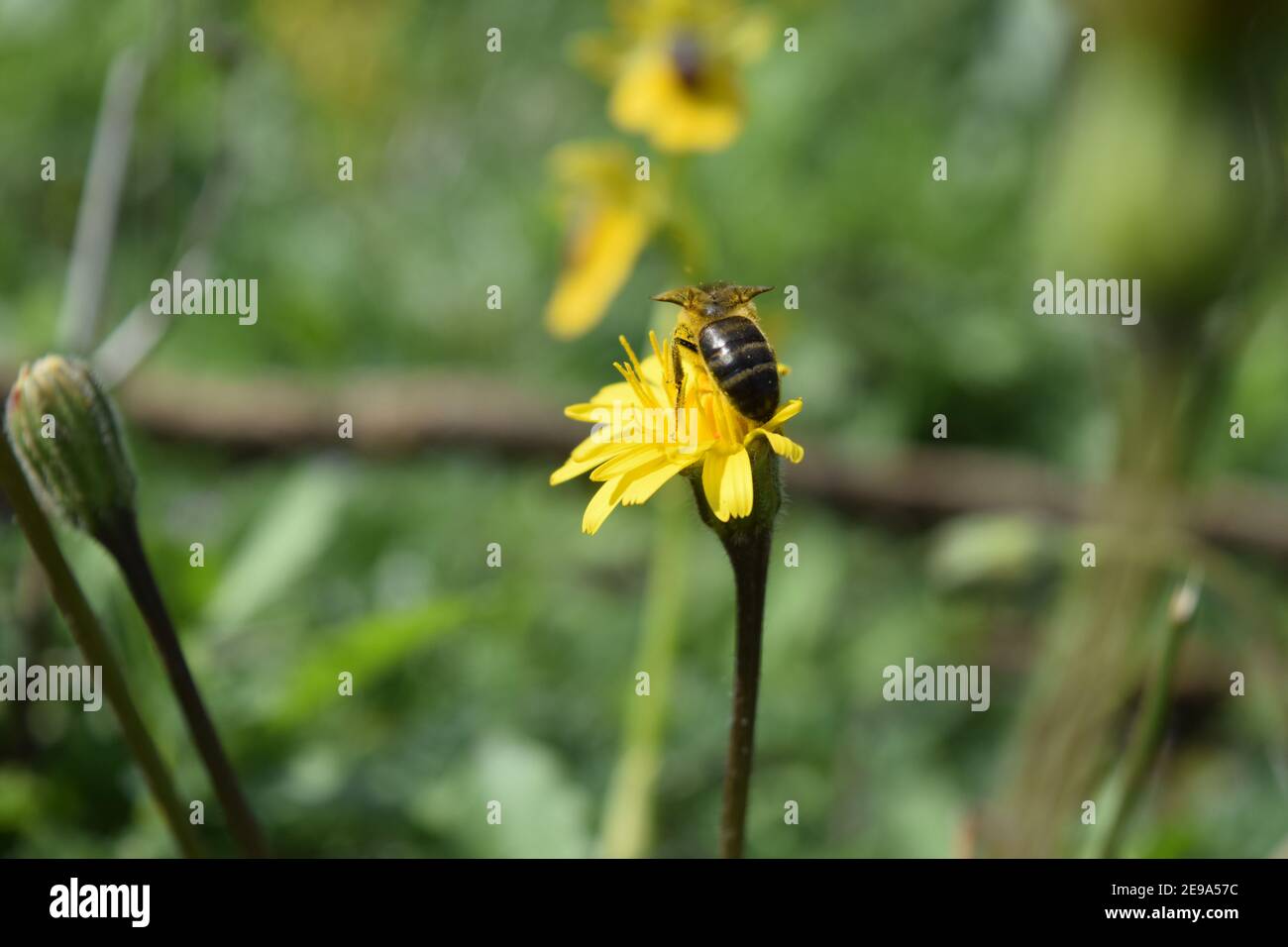 Biene auf einem gelben Löwenzahn auf der Wiese Stockfoto