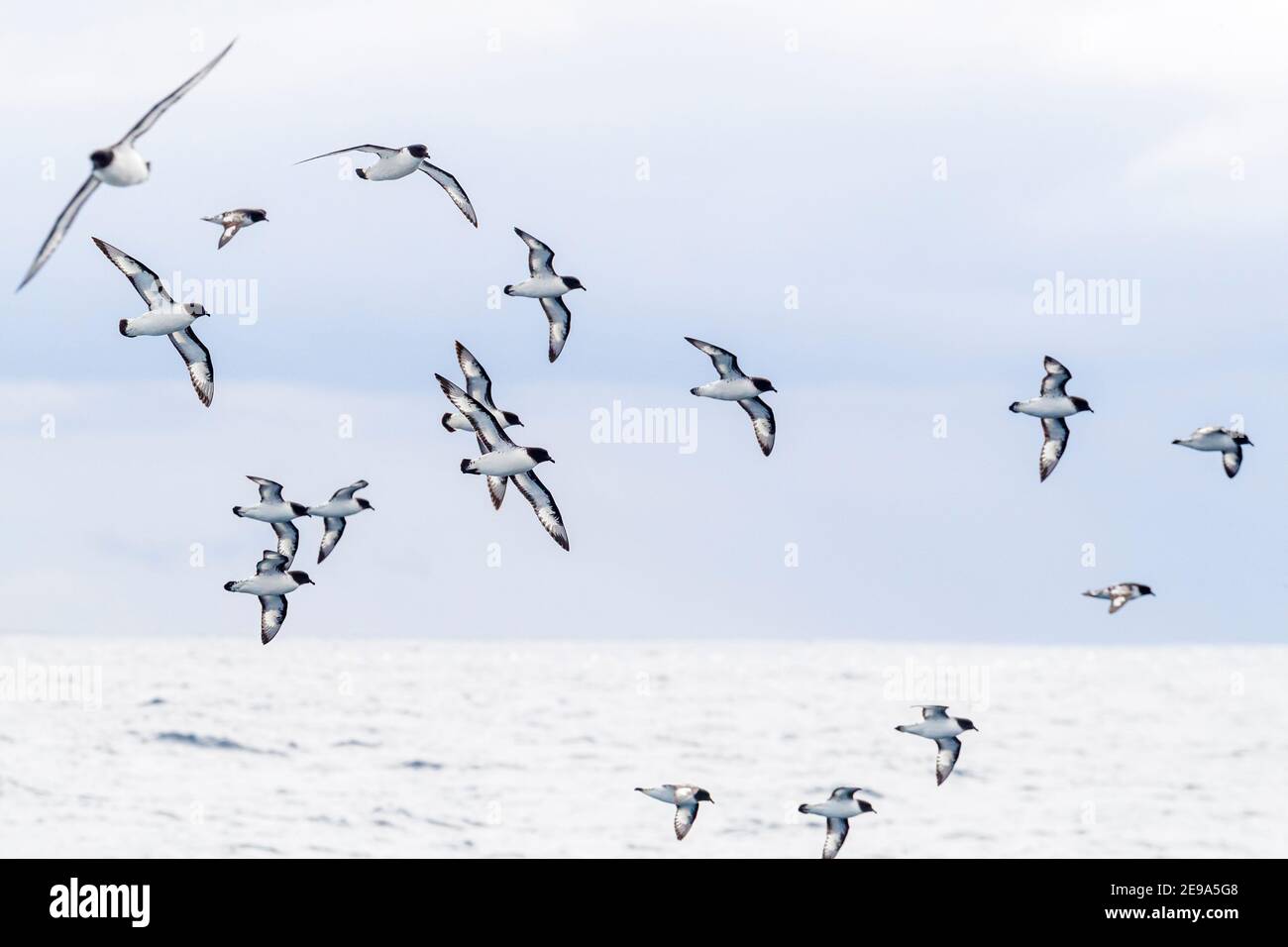 Kapsturmvögel, Daption capense, im Flug in der Drake Passage, Antarktis. Stockfoto