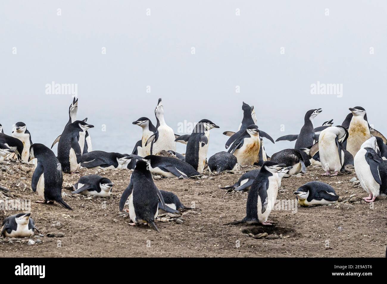 Chinstrap Pinguin, Pygoscelis antarcticus, Brutkolonie auf Barrientos Island, Aitcho Island Group, Antarktis. Stockfoto