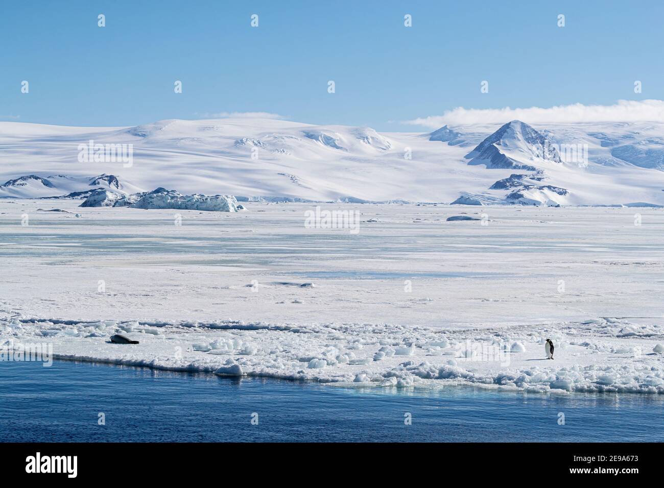 Kaiserpinguin, Aptenodytes forsteri, zog auf dem Meereis in Duse Bay, Weddellmeer, Antarktis. Stockfoto