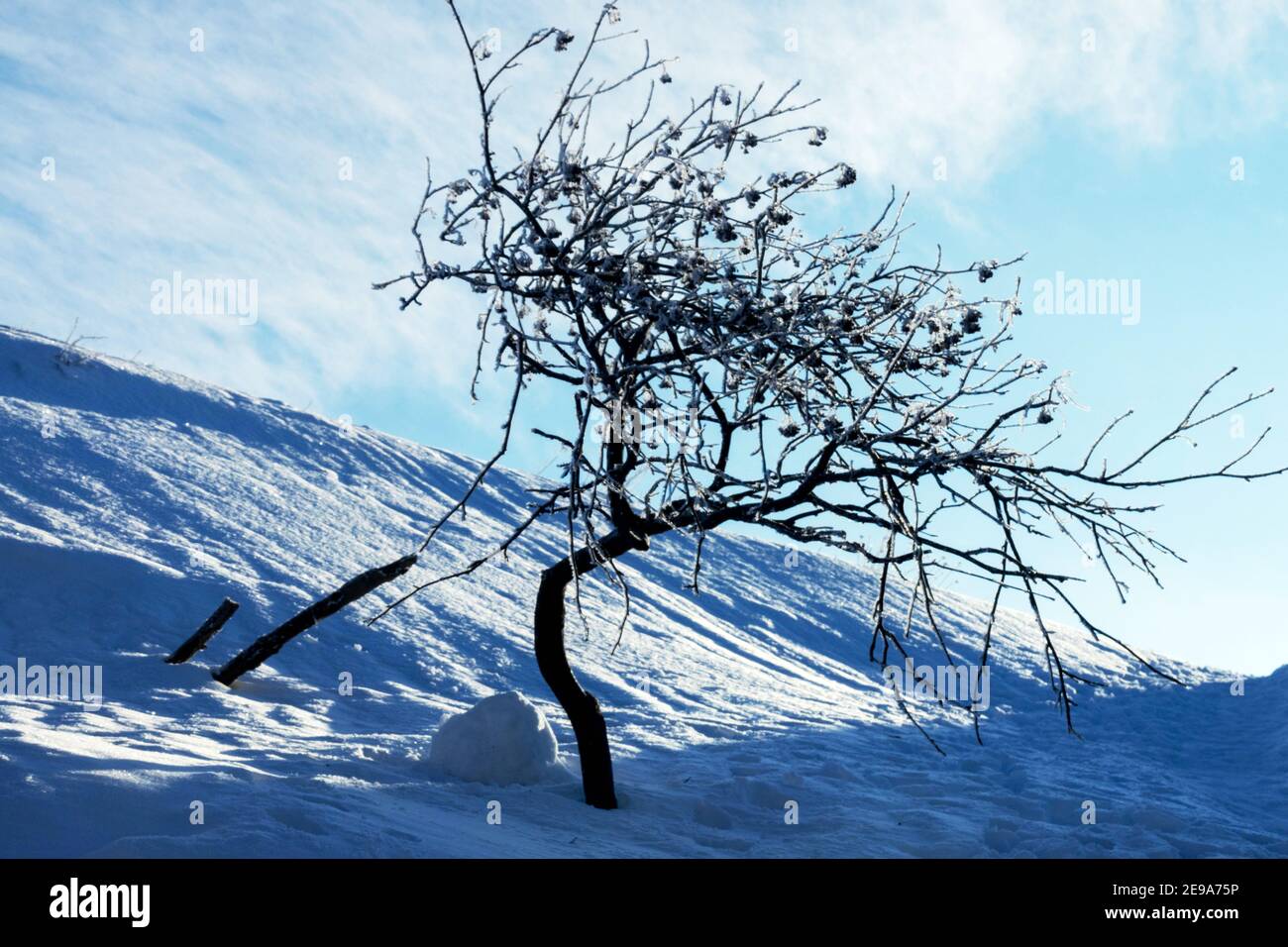 Kleine Bergasche in der Schneeverwehung, Reif, Schnee und Winterhimmel Stockfoto
