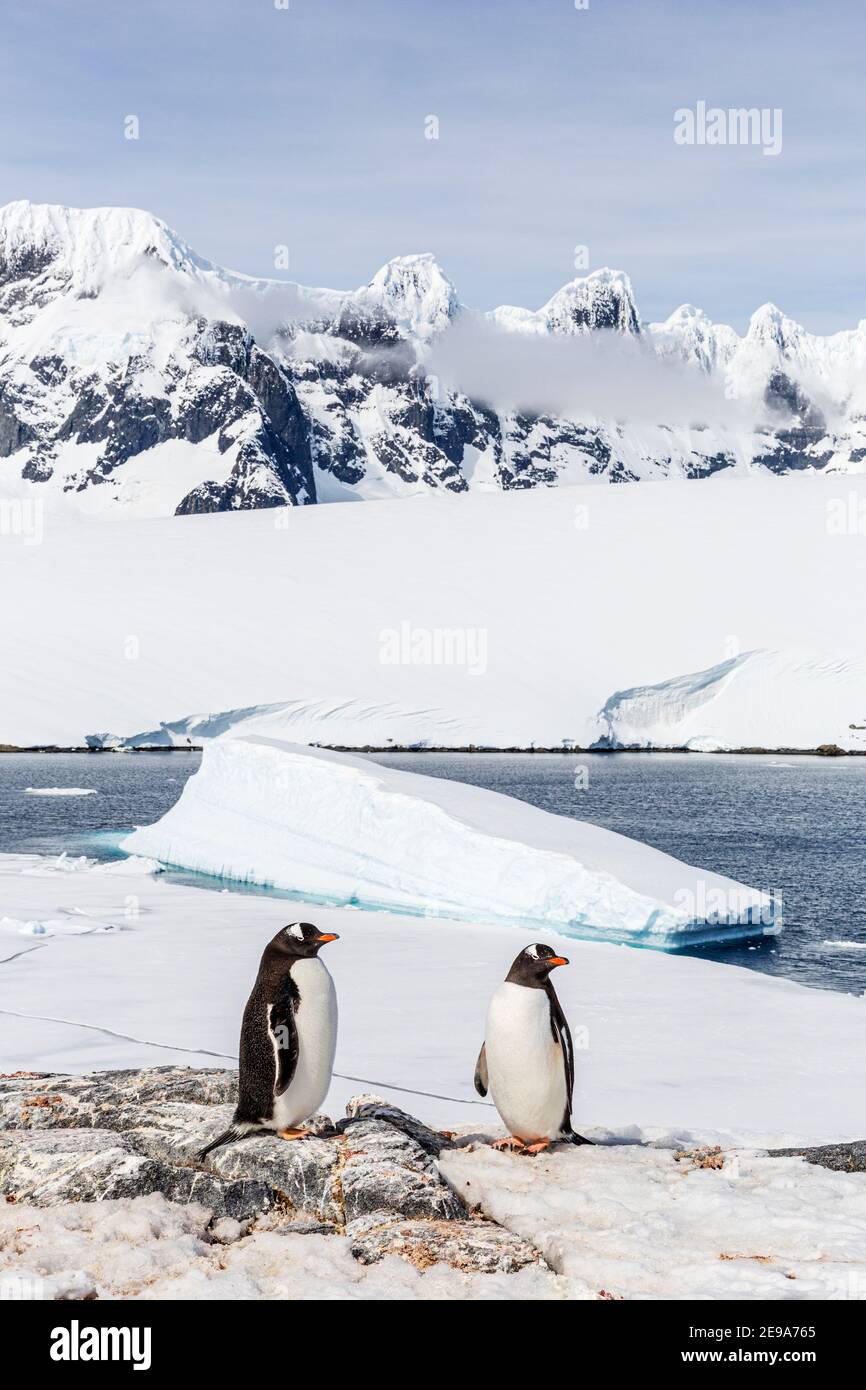 Gentoo Pinguin, Pygoscelis papua, Brutkolonie auf Weincke Island, Naumeyer Channel, Antarktis. Stockfoto