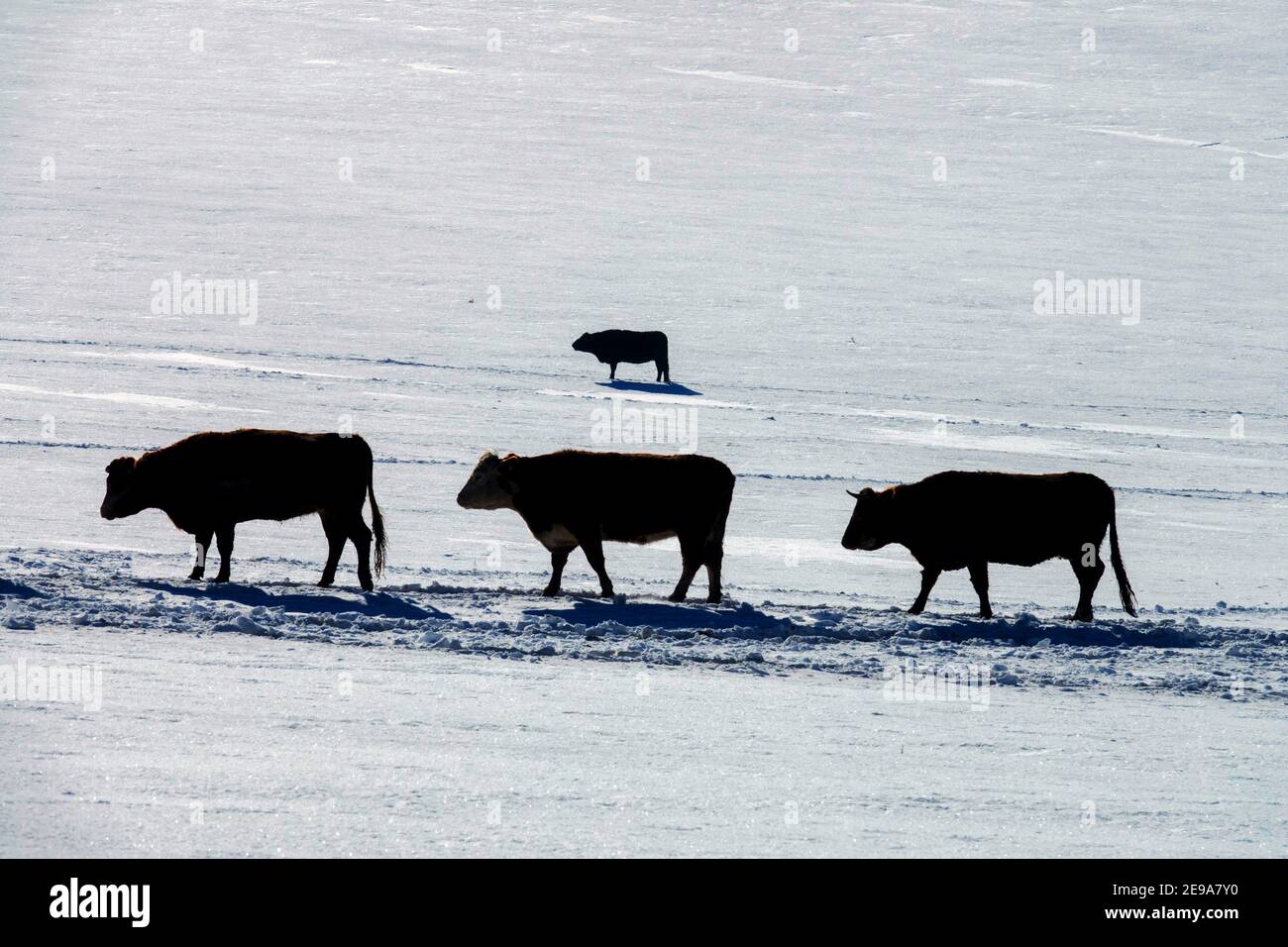 Vier Kühe im Feld unter Schnee, Winterweide draußen Stockfoto