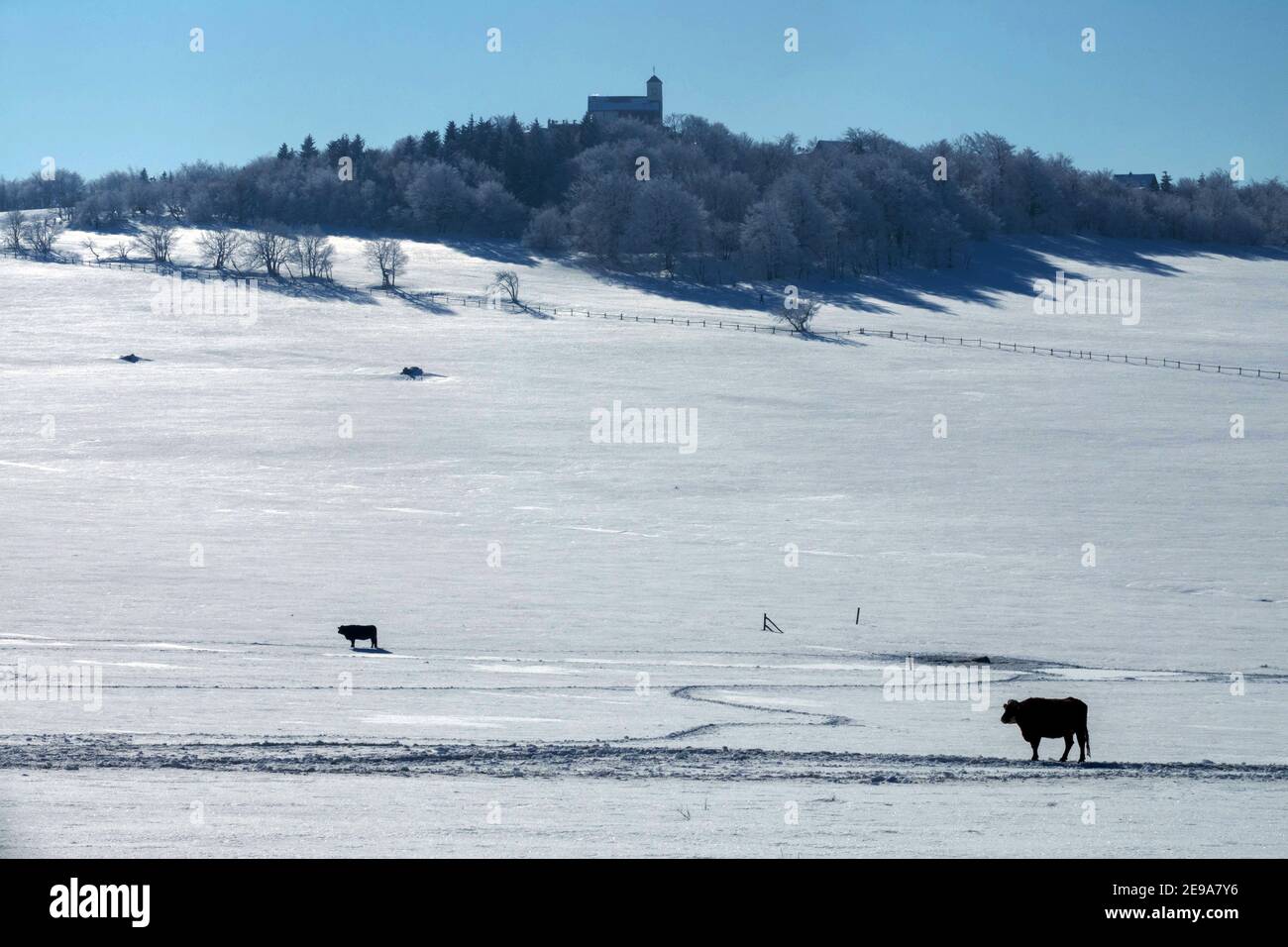 Kühe auf der Alm Winter Erzgebirge Tschechien Komari Hurka Chalet auf einem Bergrücken Stockfoto