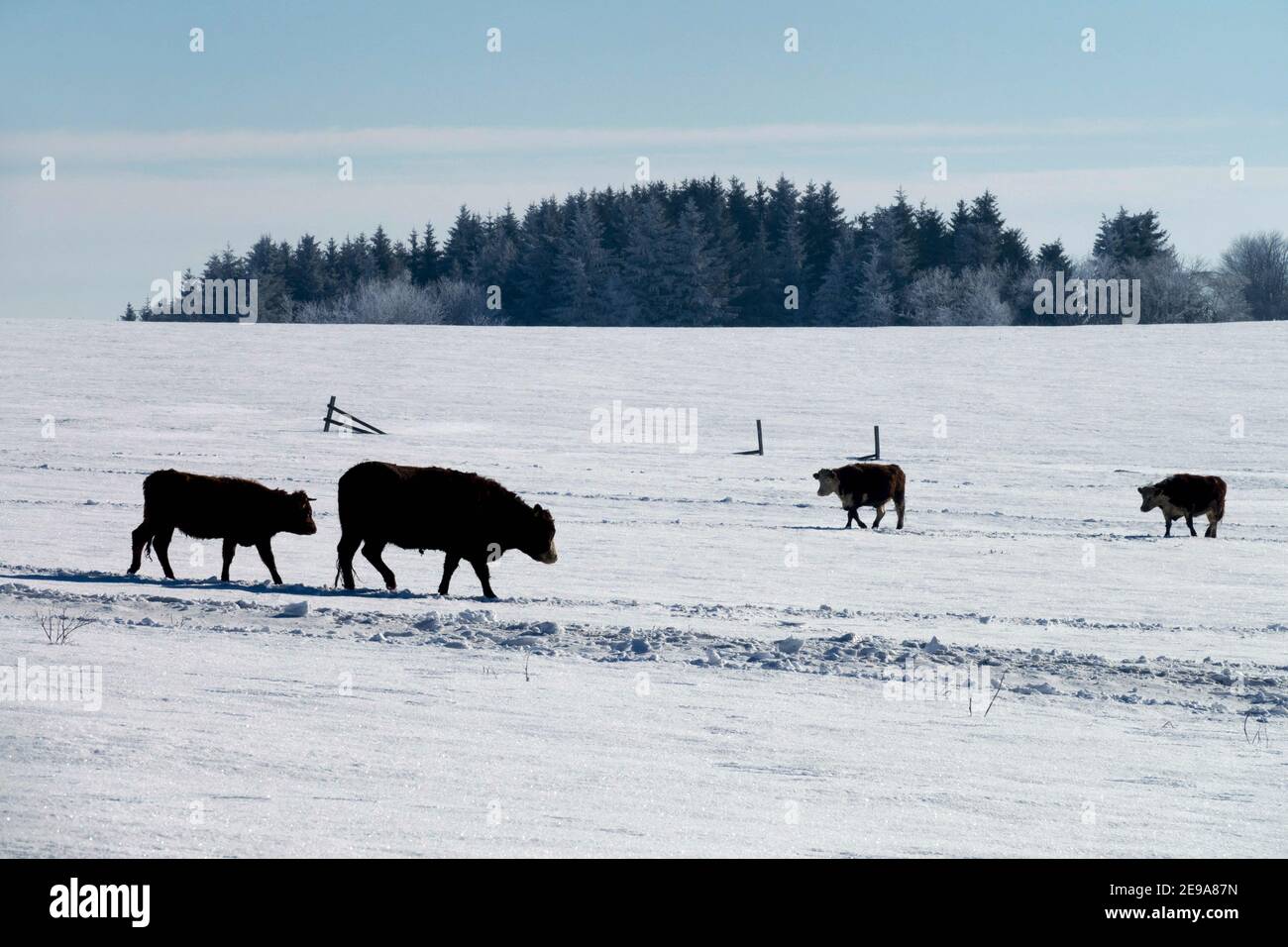 Kühe Feld im Winter Schnee Weide Berg verschneite Wiese Rinder Stockfoto