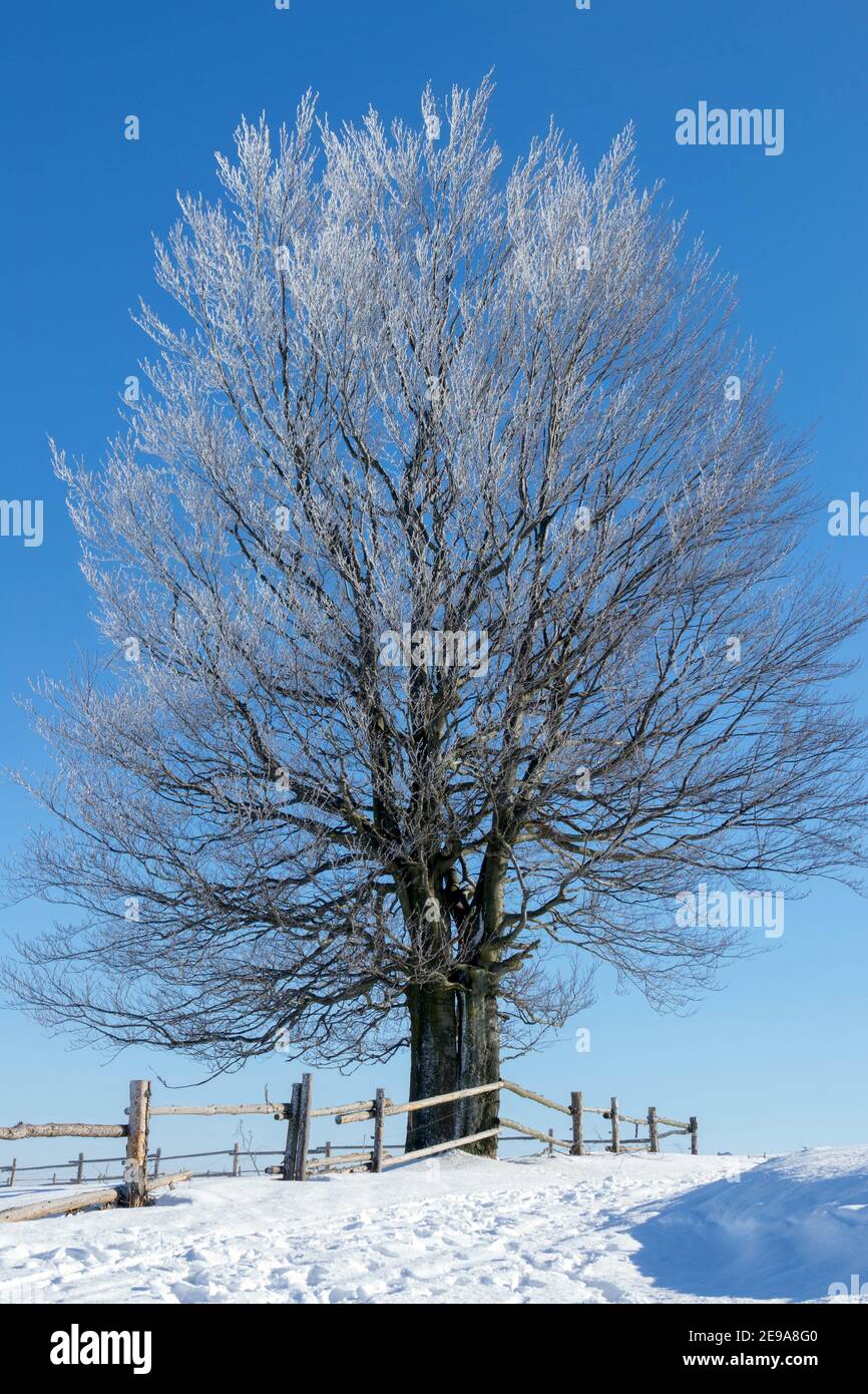 Ein Baum, der an der Straße steht, ein gefrorener Baum Hoarfrost, Baum, blauer Himmel, sonniger Tag, gefroren, Winter lindenförmiger Baum, Raureif Stockfoto