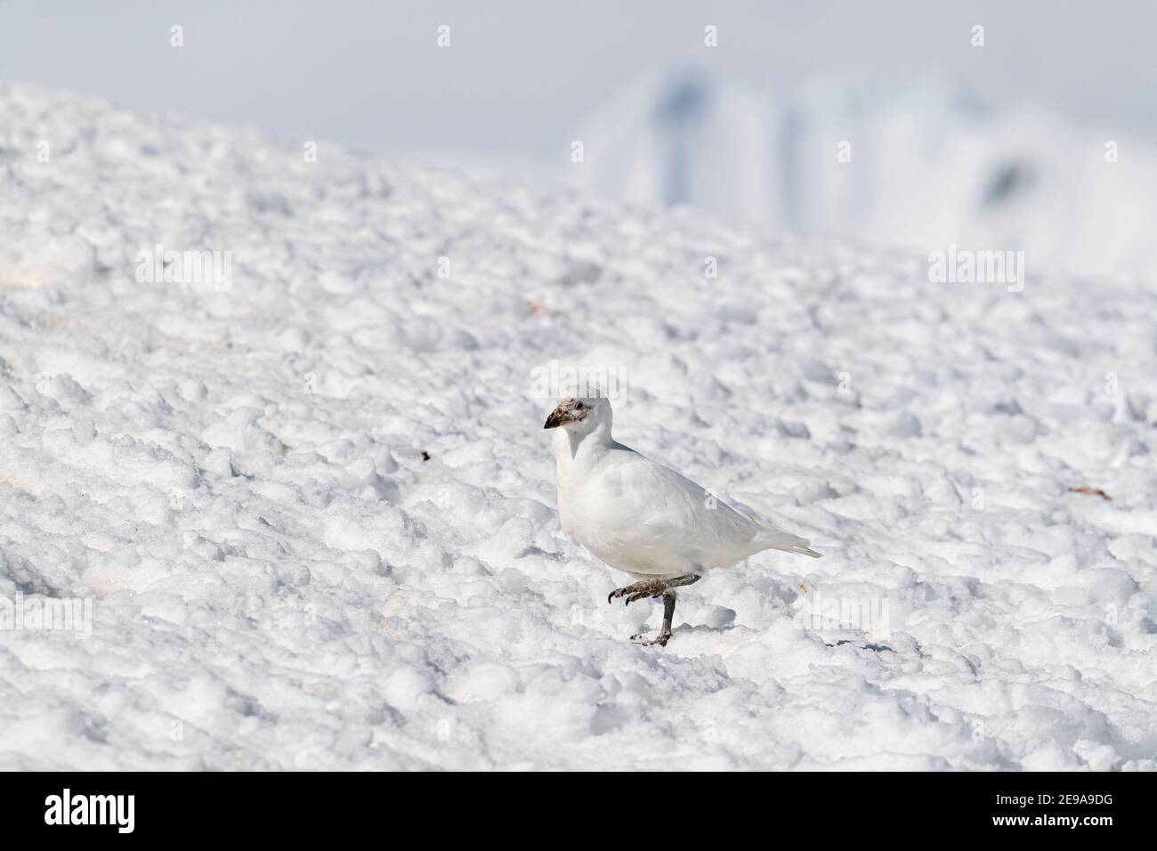 Ein ausgewachsener Schneeballvogel, Chionis albus, auf Neuschnee auf Cuverville Island, Antarktis. Stockfoto