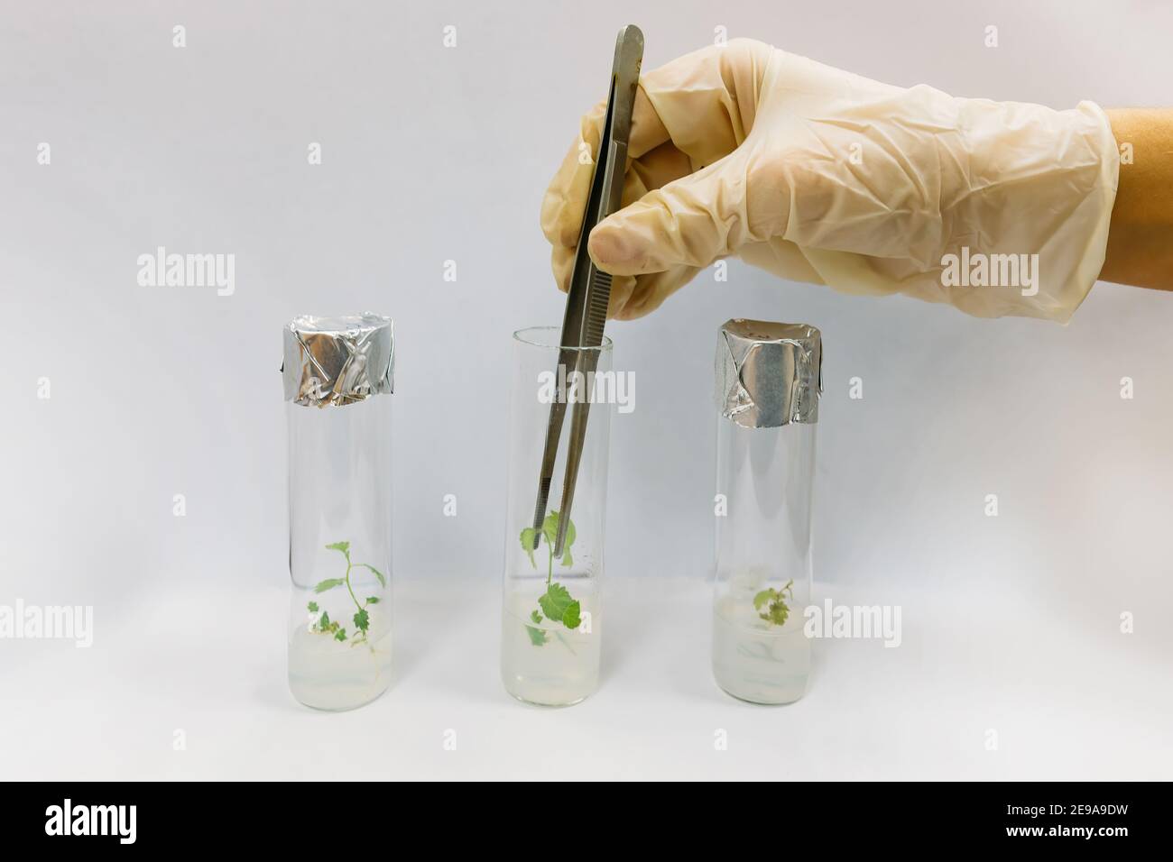 Graftage von Mikropflanzen im Labor der Biotechnologie zur in-vitro-Kultivierung in Reagenzglas. Stockfoto