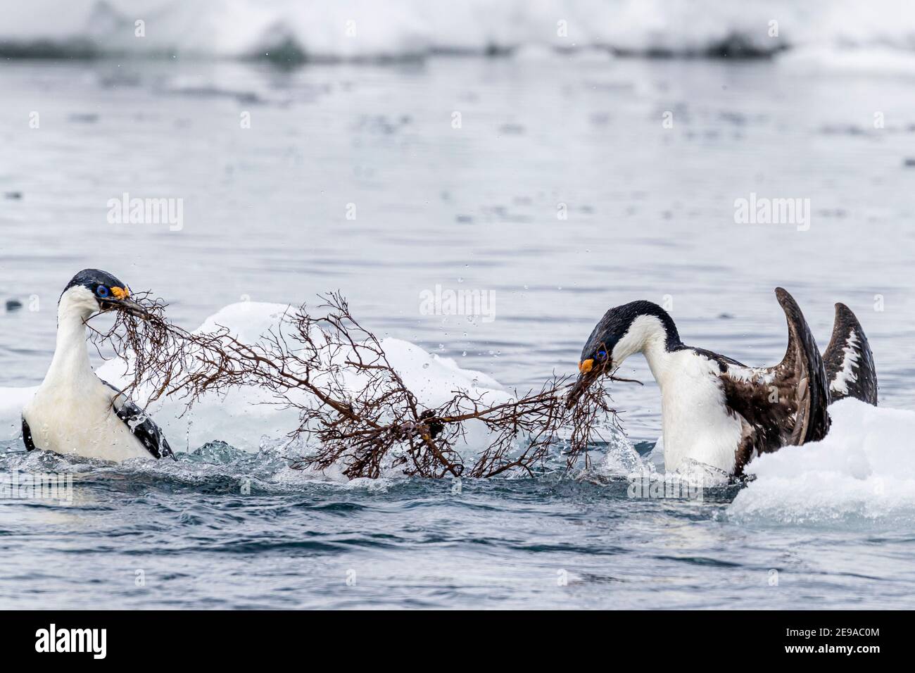 Antarktische Shags, Leucocarbo bransfieldensis, konkurrierend um Nistmaterial in Port Lockroy, Antarktis. Stockfoto