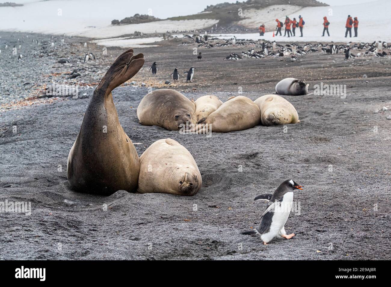 Gentoo Pinguin, Pygoscelis papua, in der Nähe von Elefantenrobben in der Brutkolonie auf Barrientos Island, Antarktis. Stockfoto