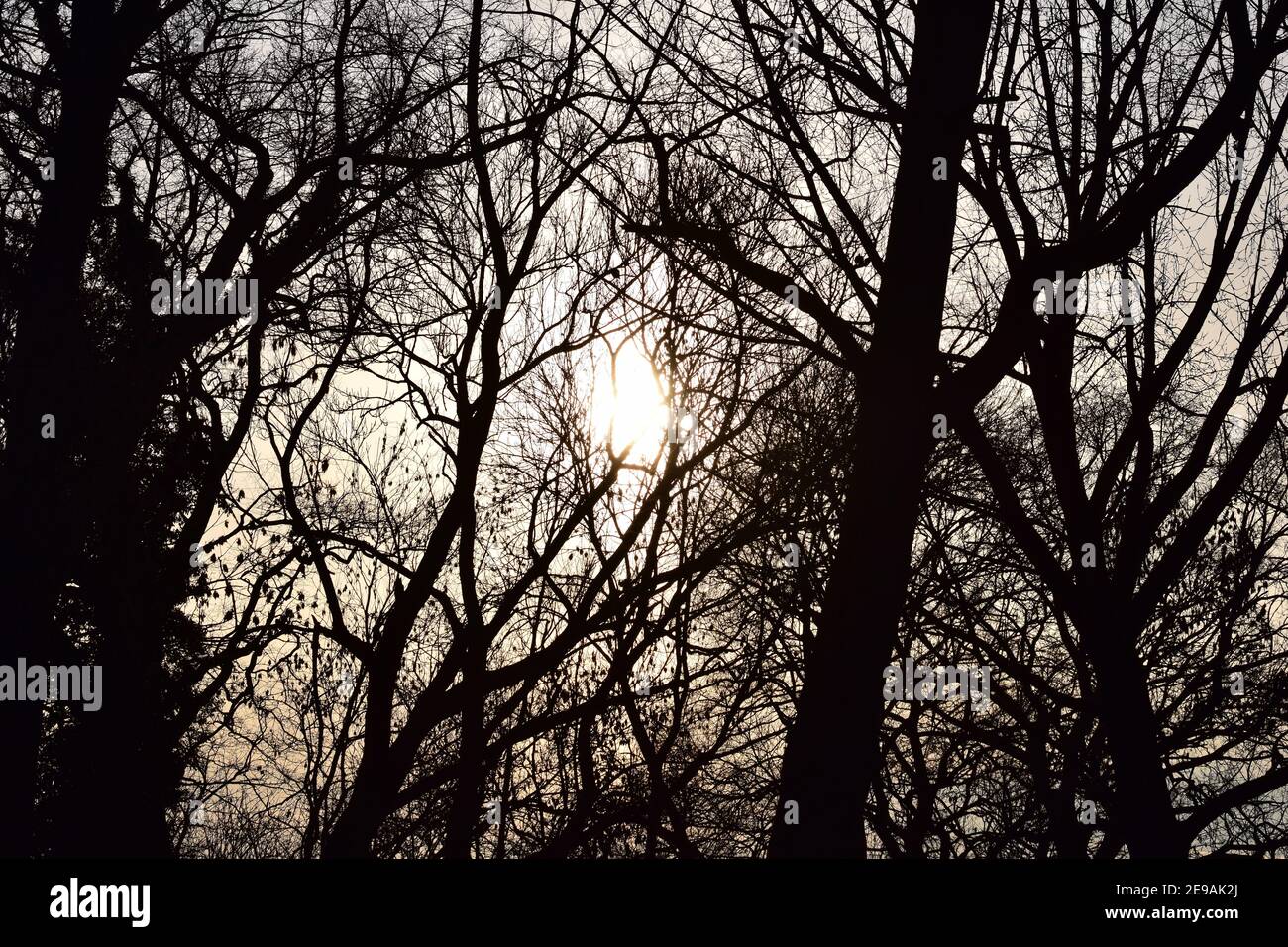 Bäume und Sträucher im Winter von einem Sonnenuntergang hinterleuchtet Stockfoto