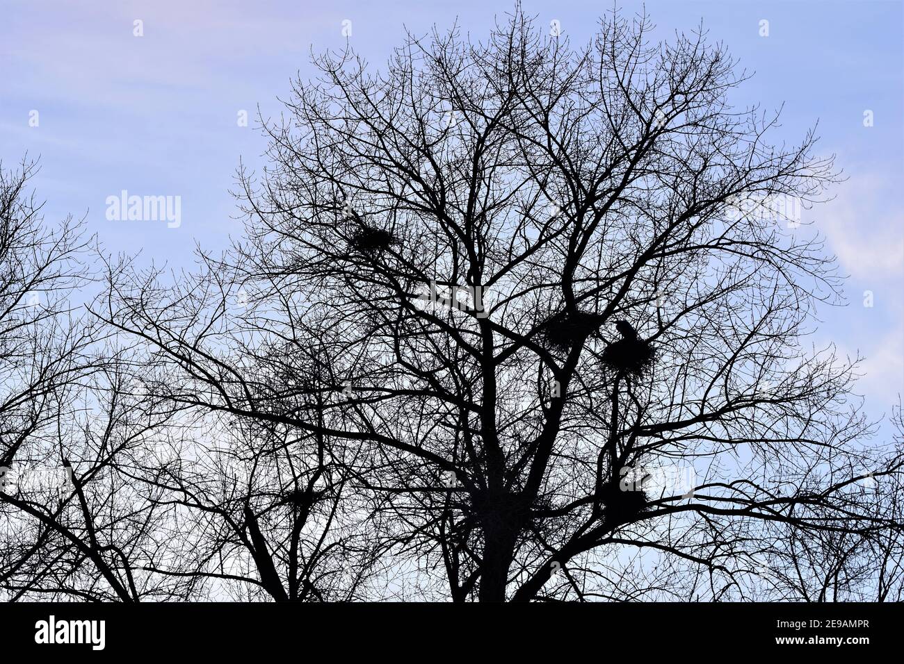 Reiher nistet mit Reihern in einer Baumkrone Stockfoto