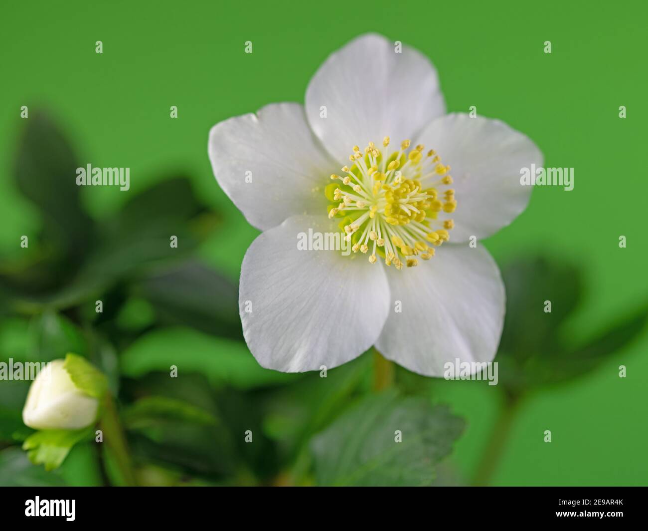 Schwarzer Nieswurz Stockfotos Und Bilder Kaufen Alamy
