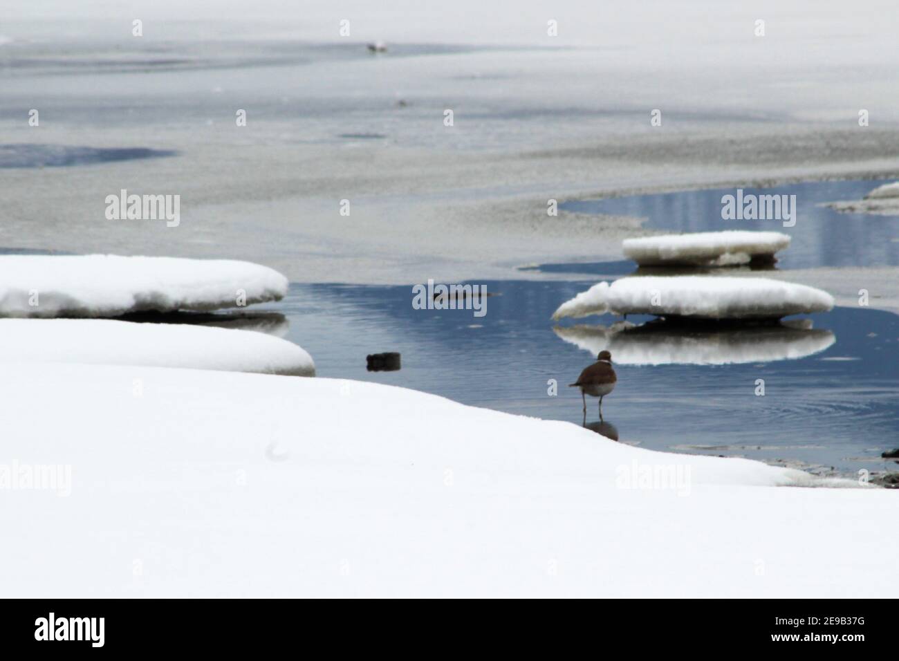 Vogel am Rande des Pineview Reservoir, Utah Stockfoto