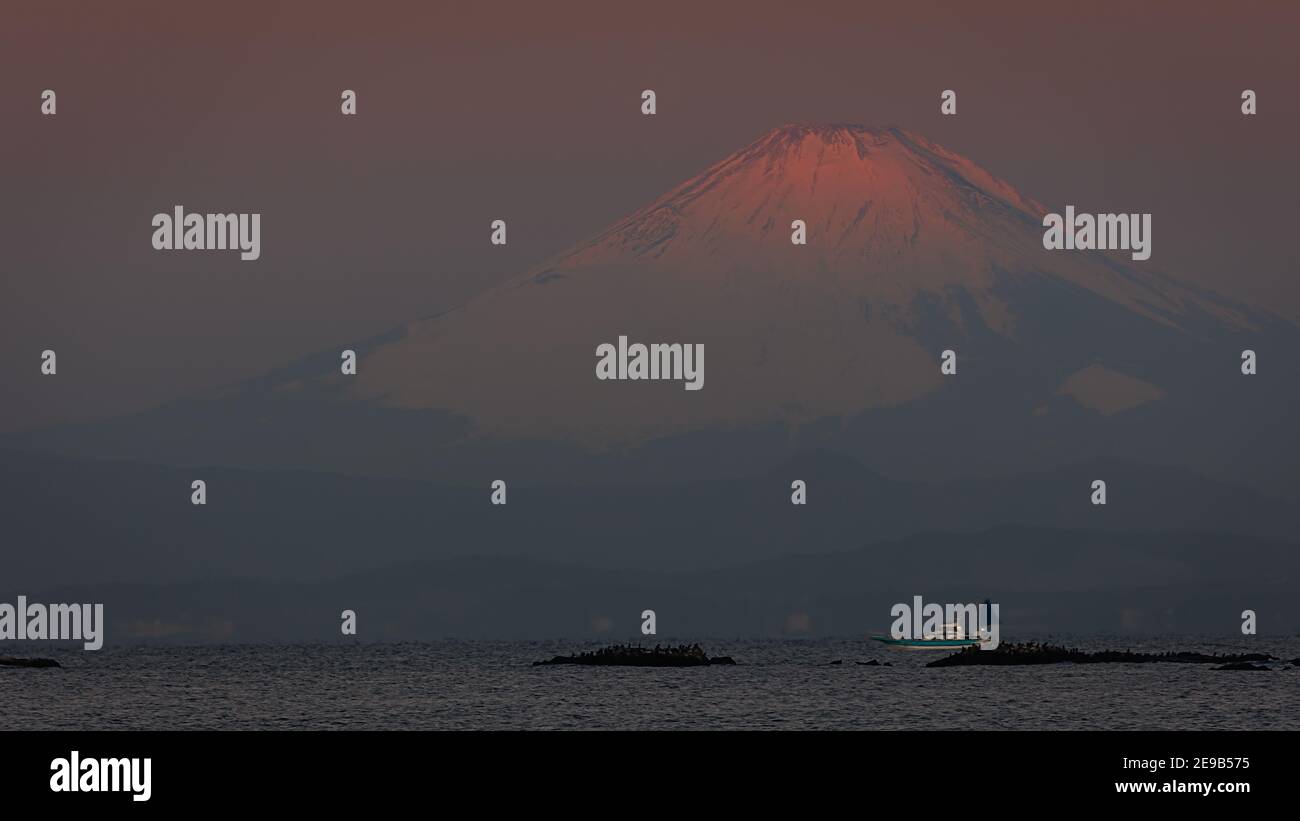 Ein Sonnenaufgang im Januar, mit einem Boot und Robben auf den Felsen, vor dem Berg Fuji, von Hayama aus gesehen, Japan. Stockfoto