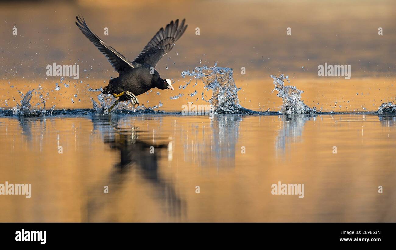 Eurasian Coot (Fulica atra) läuft über Wasser, Baden-Württemberg, Deutschland Stockfoto