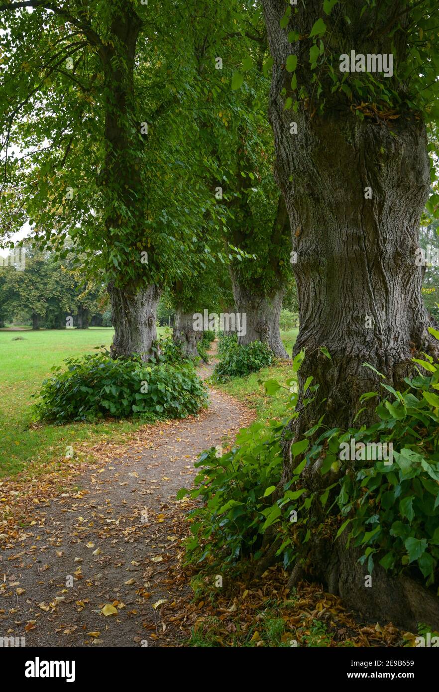 Sehr schmale Lindenallee oder allee mit gewundenem Fußweg in Warin, Mecklenburg-Vorpommern, Deutschland Stockfoto