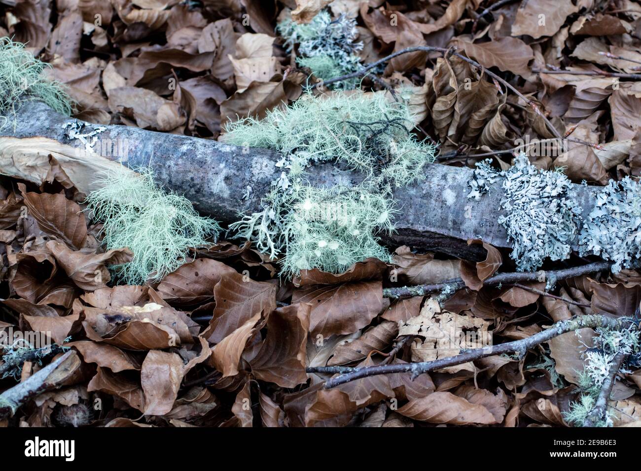 Usnea florida blass gräulich-grüne fruticose Flechten auf dem Zweig. Bart des alten Mannes oder Bartflechte. Stockfoto