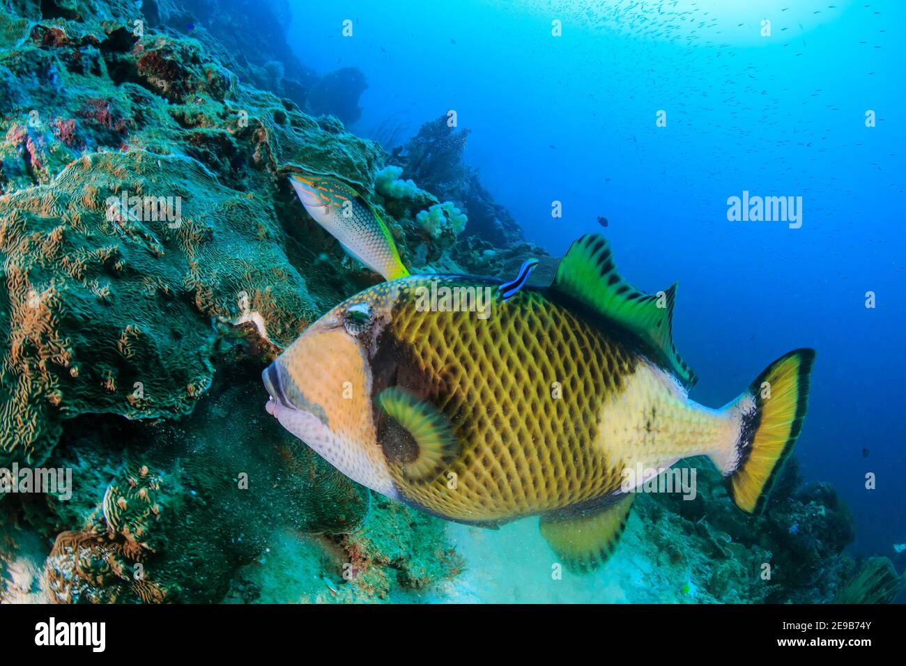 Titan Triggerfisch wird von einem Cleaner Wrasse auf einem tropischen Riff gereinigt. Stockfoto