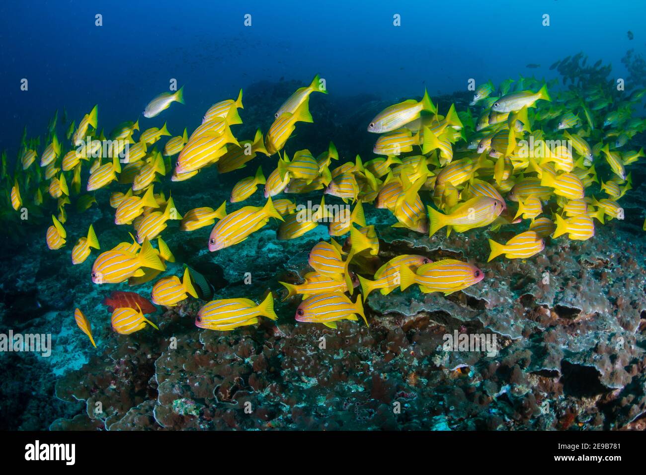 Schule des bunten fünflinigen Snapper (Lutjanus quinquelineatus) Auf einem Korallenriff in der Andamanensee Stockfoto