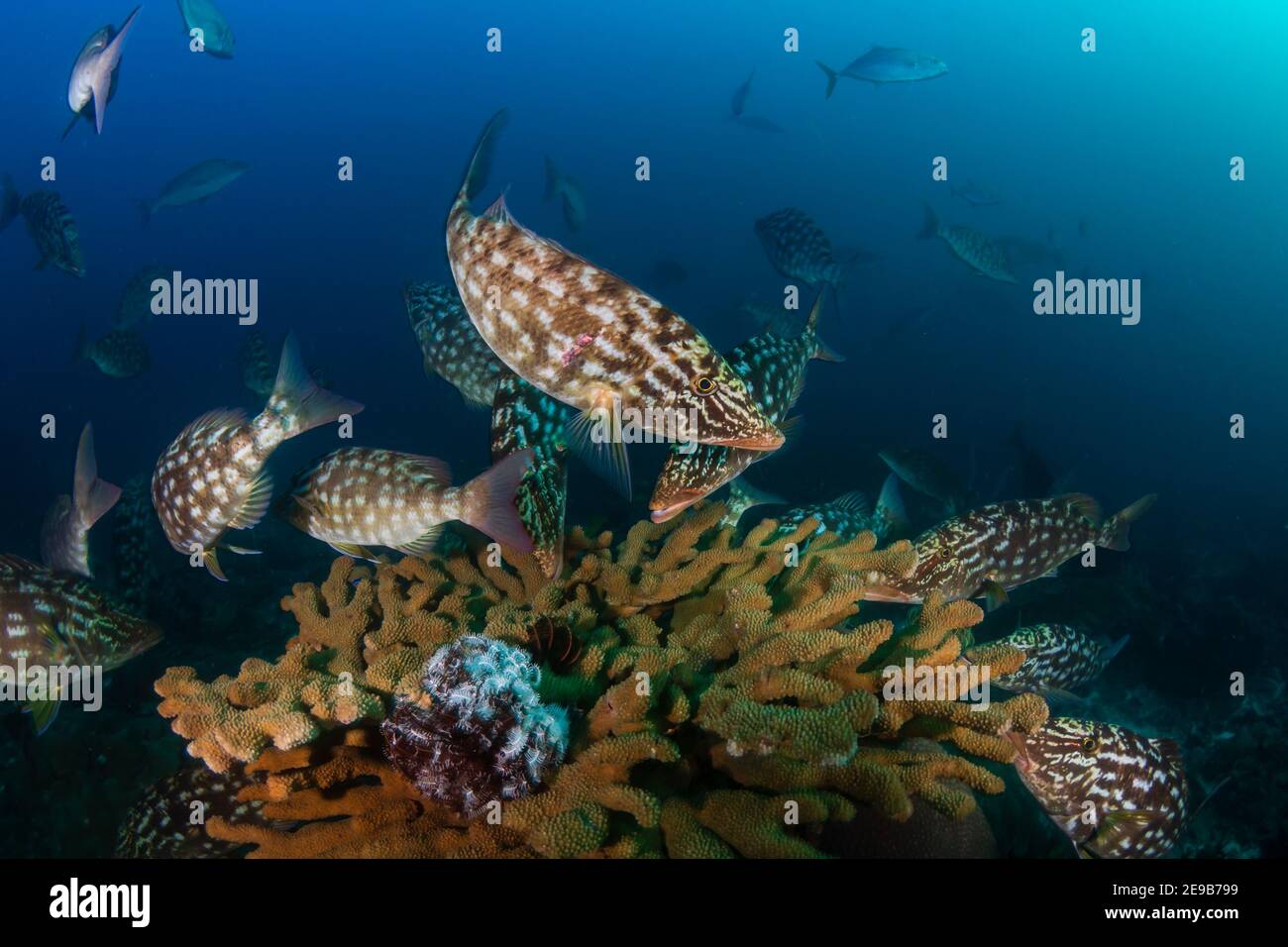 Eine Schule von langnasigen Kaiserfischen in der Jagd Texturen Schwarm auf einer harten Koralle auf einem tropischen Riff. Stockfoto