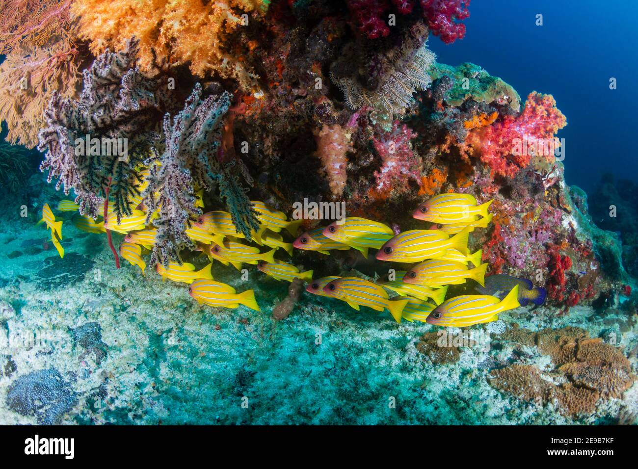 Schule des bunten fünflinigen Snapper (Lutjanus quinquelineatus) Auf einem Korallenriff in der Andamanensee Stockfoto