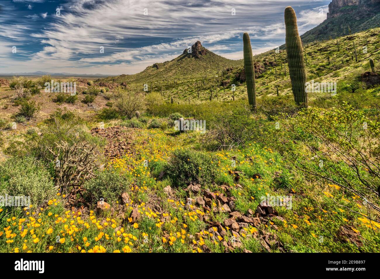 Ein Blick auf die Sonoran Wüste bei Phoenix, Arizona. Stockfoto