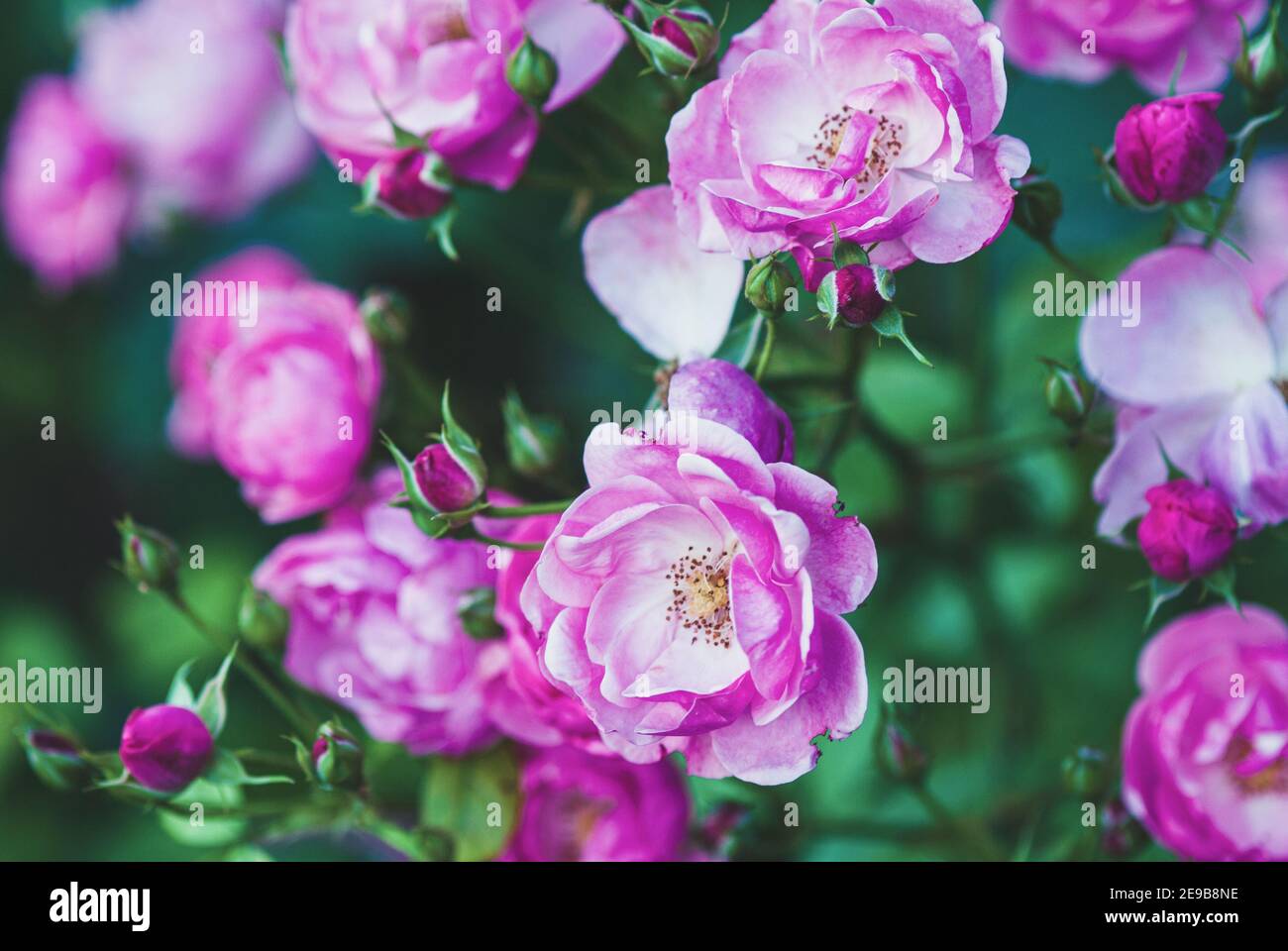 Rosa-weiß schöne Rosenblüten im Sommer - Angelica Rose Stockfoto