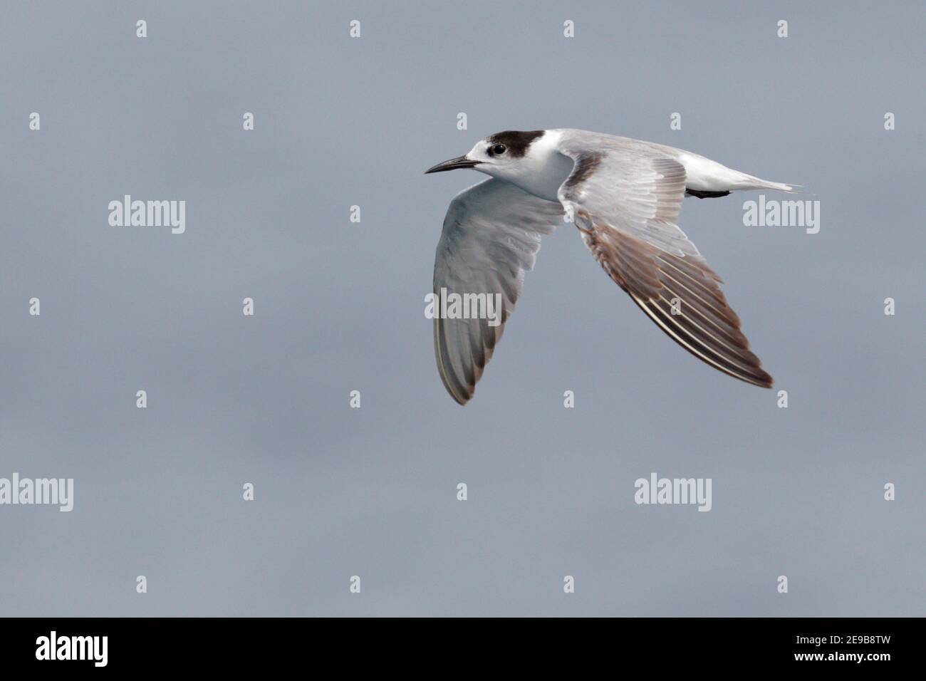 Seeschwalbe (Sterna hirundo), Seevöll in der Blackett-Straße, bei Kolombangara, Solomons 29th Jan 2017 Stockfoto