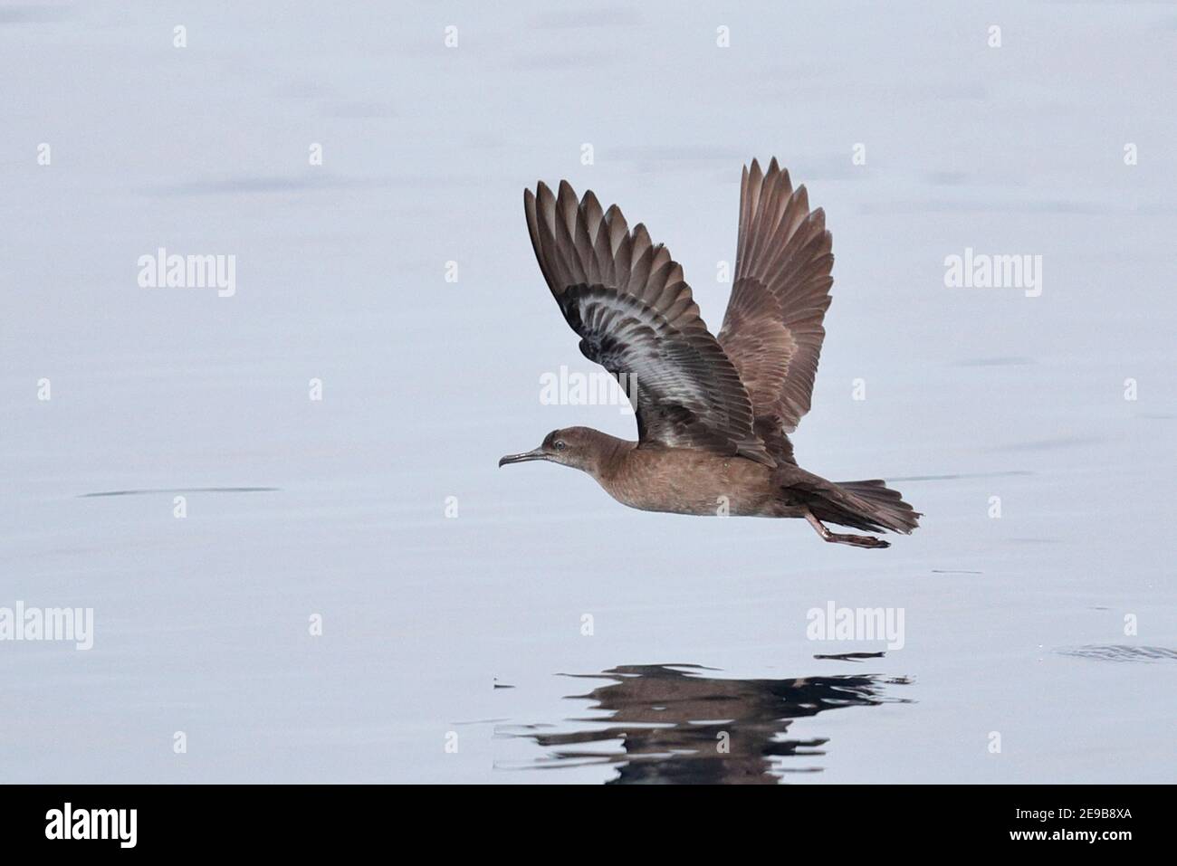 Heinroths Shearwater (Puffinus heinrothi) Single Bird in Flight, Blackett Strait, bei Kolombangara, Solomons 29th Jan 2017 Stockfoto