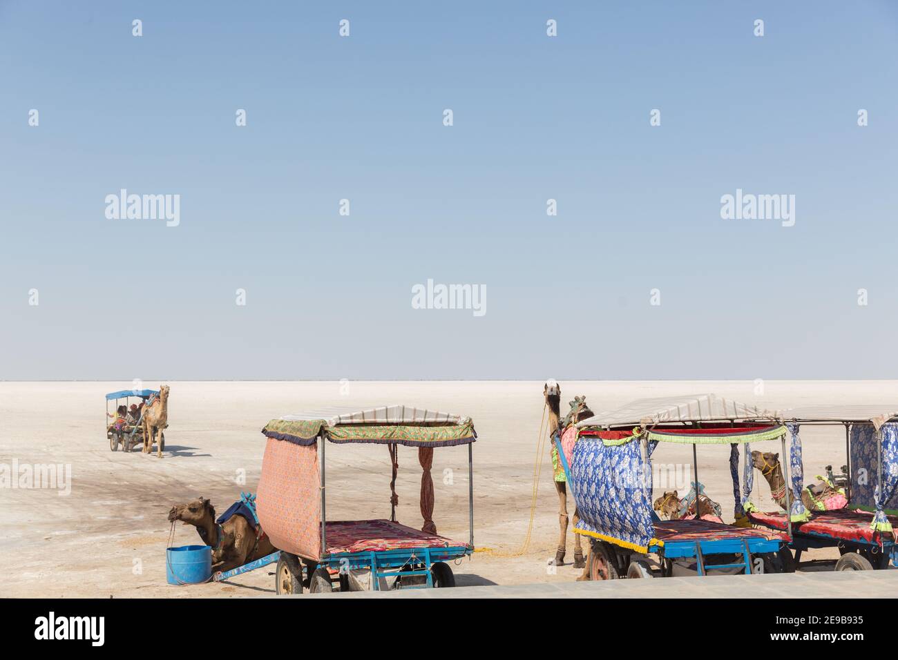 Besucher reiten Kamelkarts in Great Rann of Kutch Salt Marsh Stockfoto
